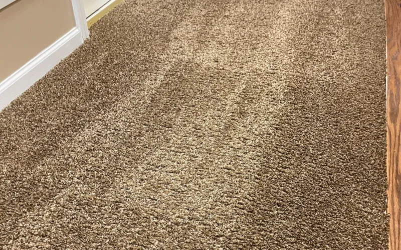 15 benefits of professional carpet cleaning