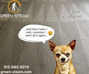 pet stain treatment